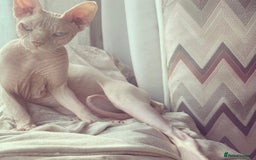 Sphynx cats for sale: TWO MALE SPHYNX KITTENS  - Image 11