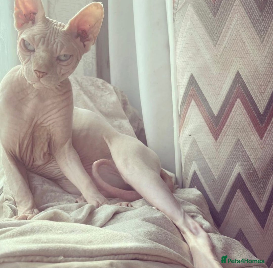 Sphynx cats for sale: TWO MALE SPHYNX KITTENS  - Image 11
