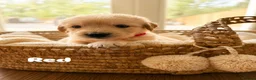 Golden Retriever dogs for sale: Bonellynova Golden Retriever Boys ✨ - Advert 7