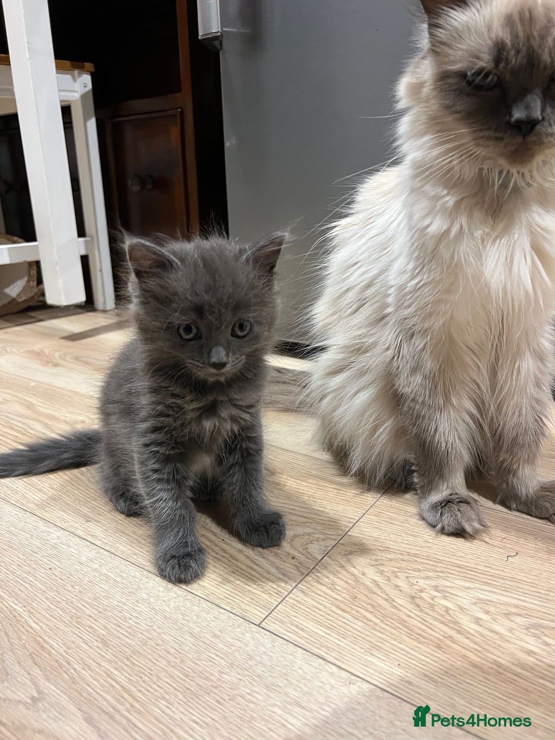 Mixed Breed cats for sale: 2 lovely Ragdoll mix kittens - Image 7