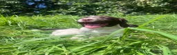 English Springer Spaniel dogs for sale: Gorgeous English Springer Spaniels  - Advert 4