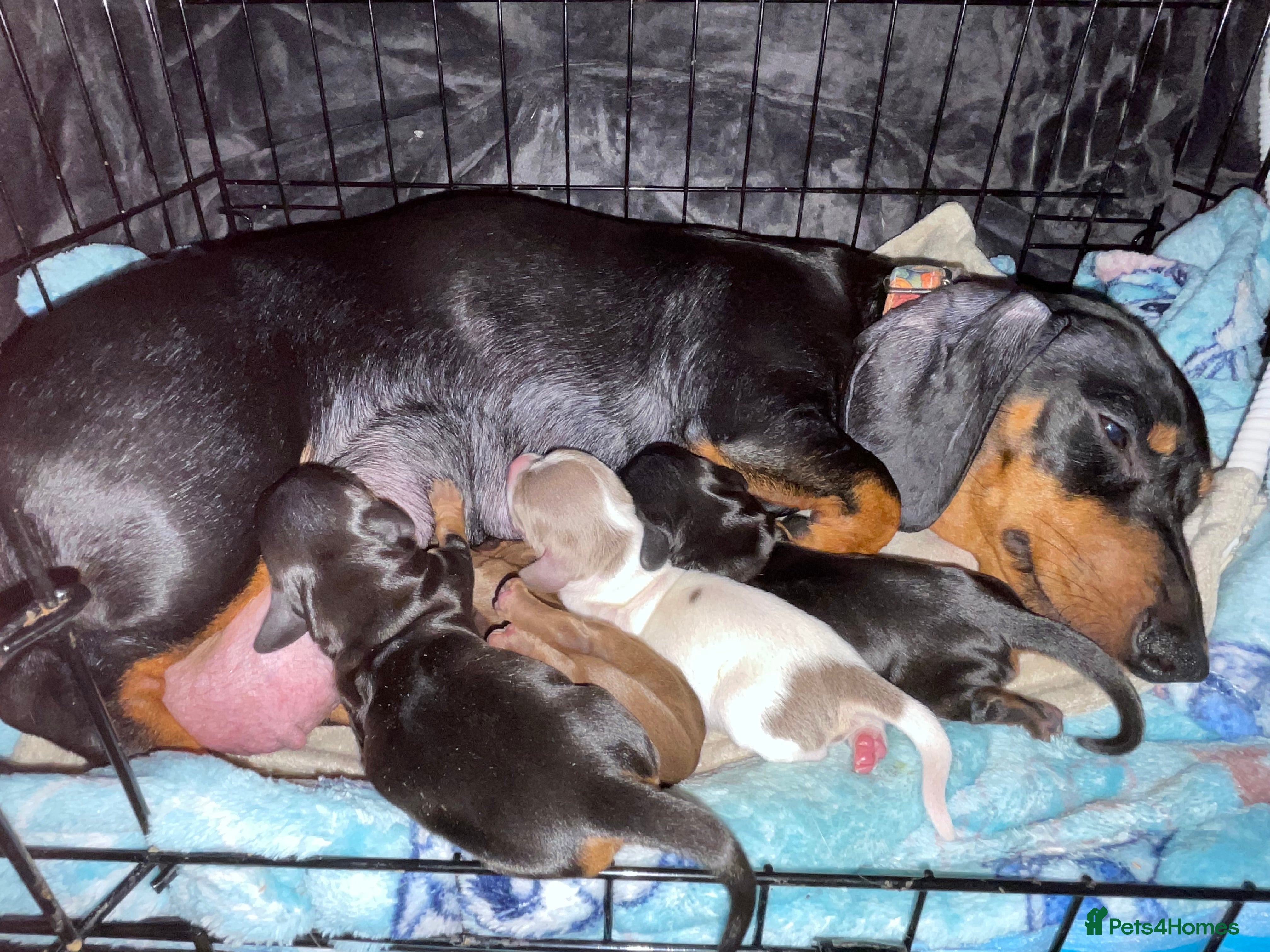 Dachshund dogs Dachshund puppy - Advert 1