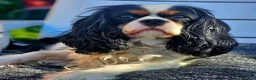 Cavalier King Charles Spaniel dogs for sale: KC CKC Dolly looking for loving lap! - Advert 5