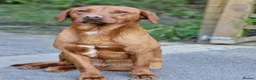 Labrador Retriever dogs for sale: Fox Red Labrador Puppies - Advert 3