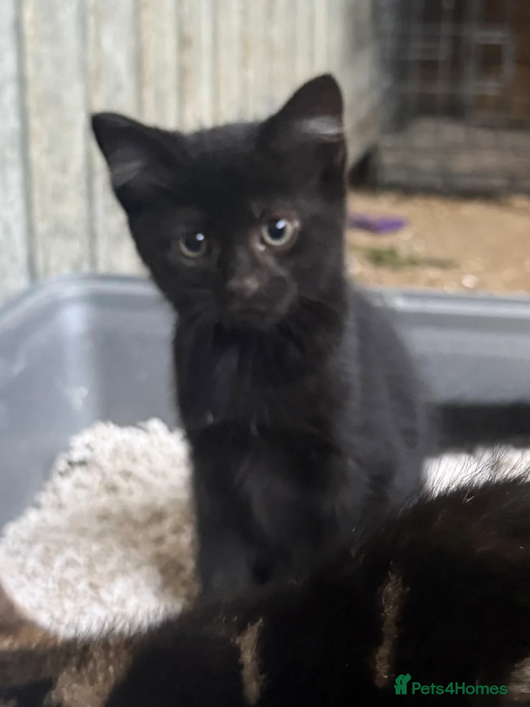 Mixed Breed cats for sale: Beautiful Kittens looking for their forever homes  - Advert 2