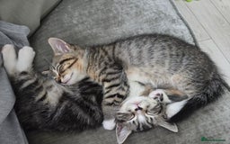 Persian cats for sale:  persian mix bangal - Image 3