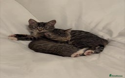 British Shorthair cats for sale: FEMALE TABBY KITTEN REHOMING - Image 2