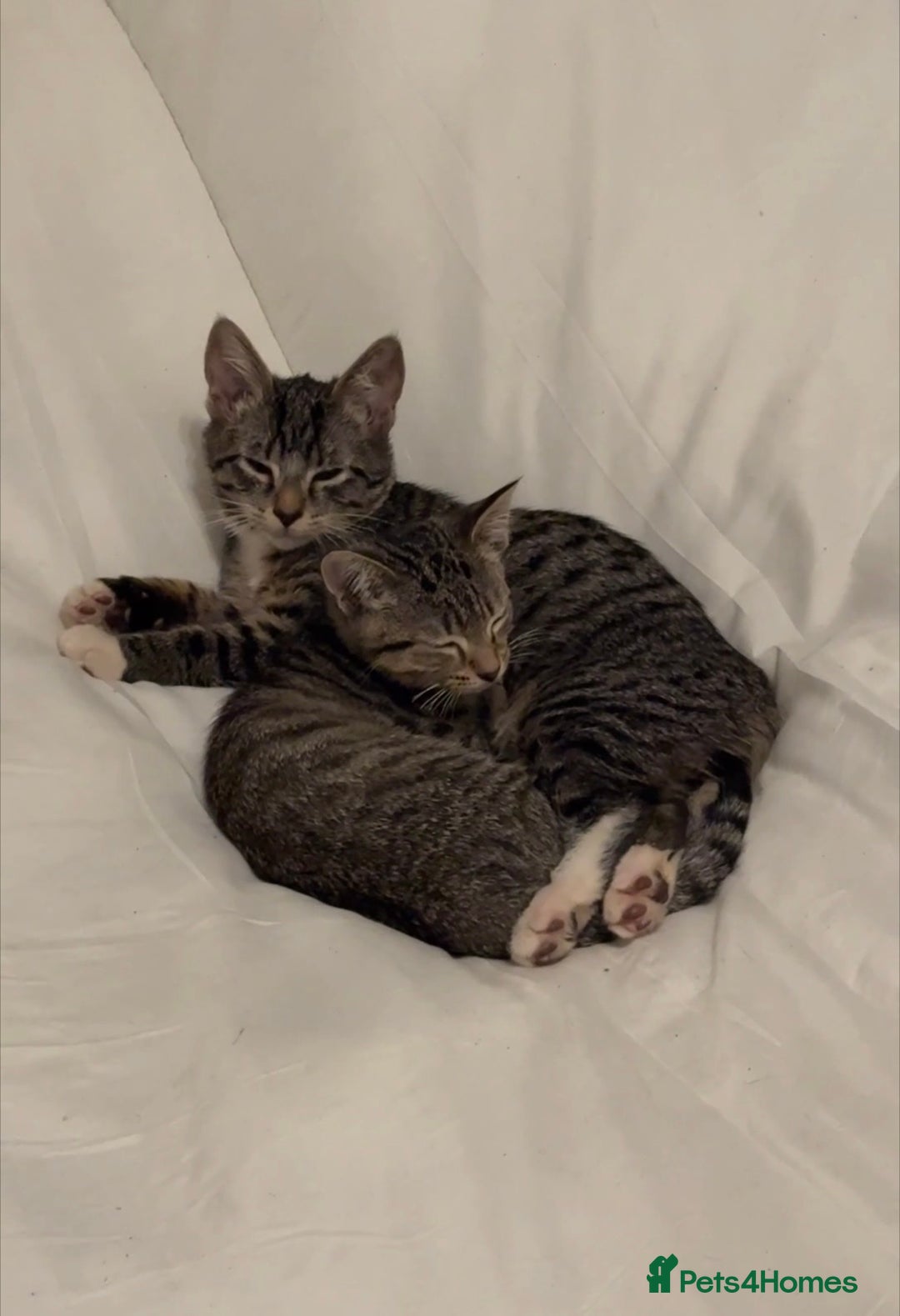 British Shorthair cats for sale: FEMALE TABBY KITTEN REHOMING - Image 2