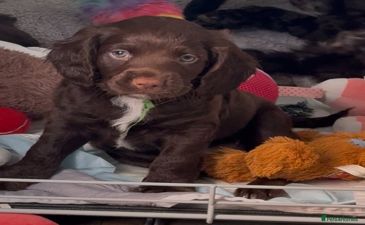 Mixed Breed dogs - Advert 1