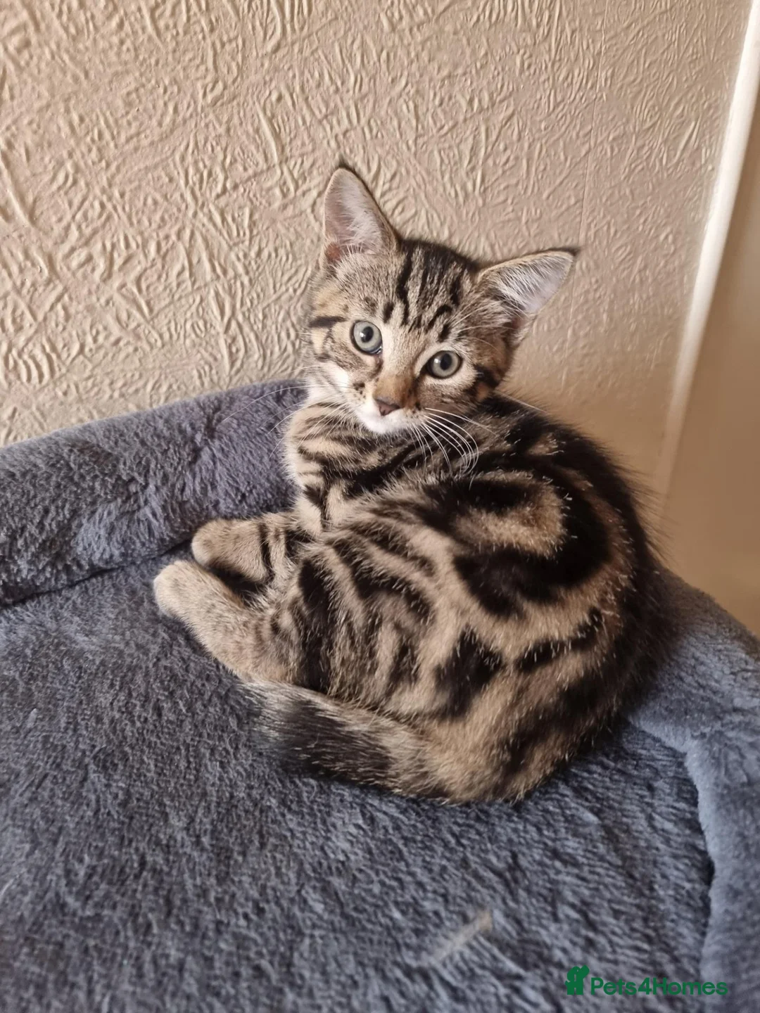 Mixed Breed cats for sale: Kittens for sale  - Advert 3