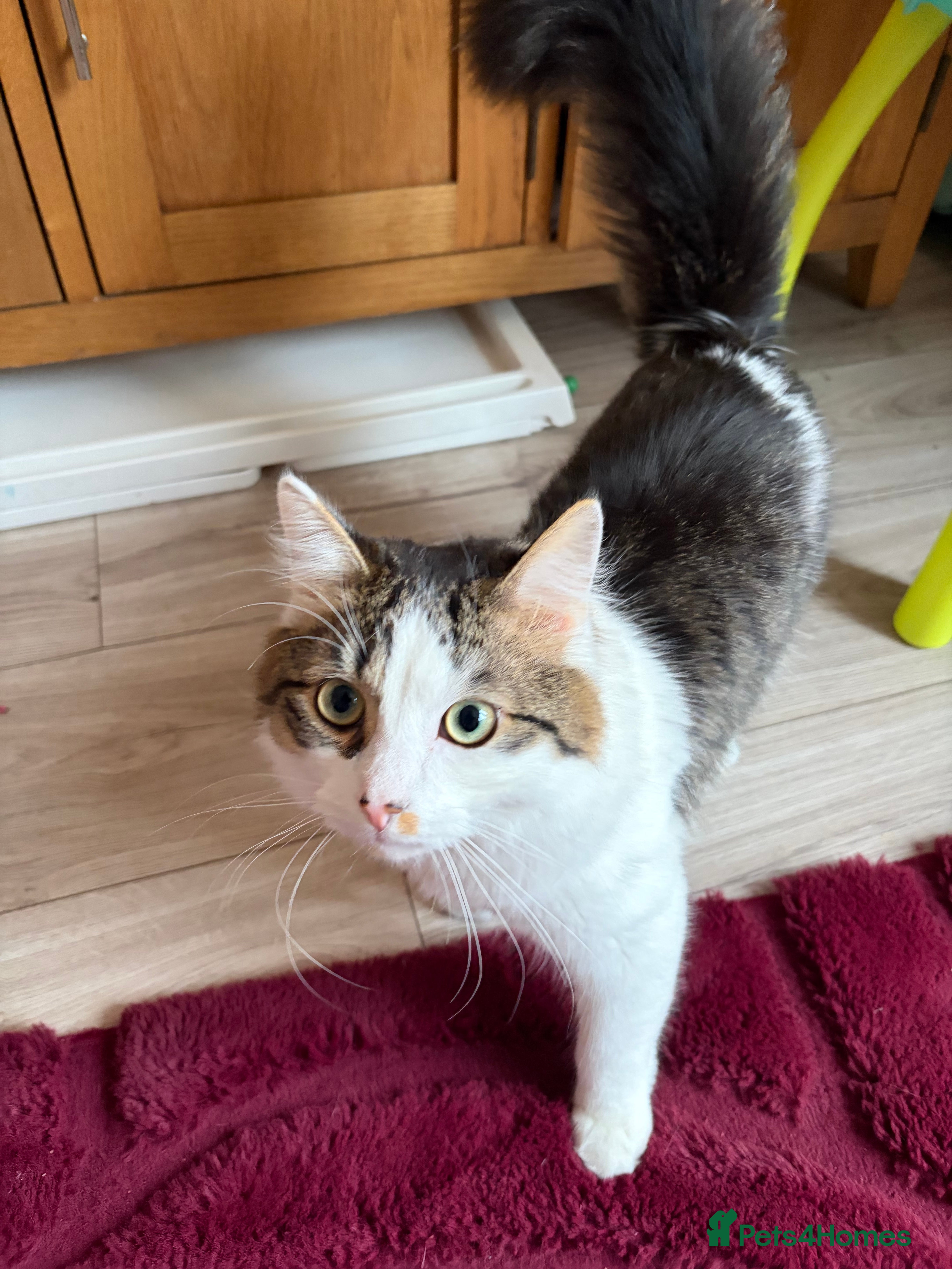 Mixed Breed cats Male 1 year for sale - Advert 1