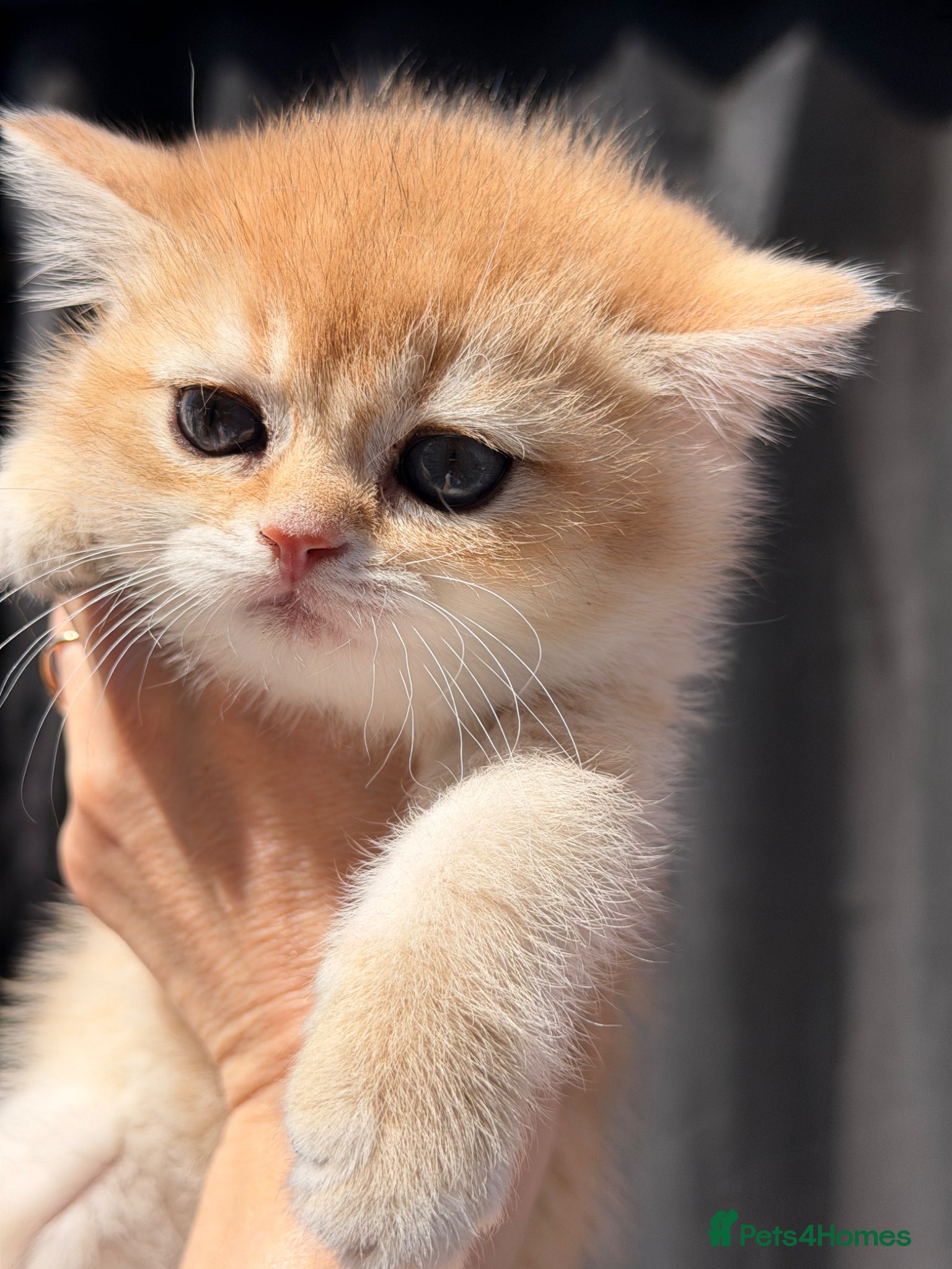 British Shorthair cats Exception quality,Champion bloodlines GCCF/TICA  - Advert 13