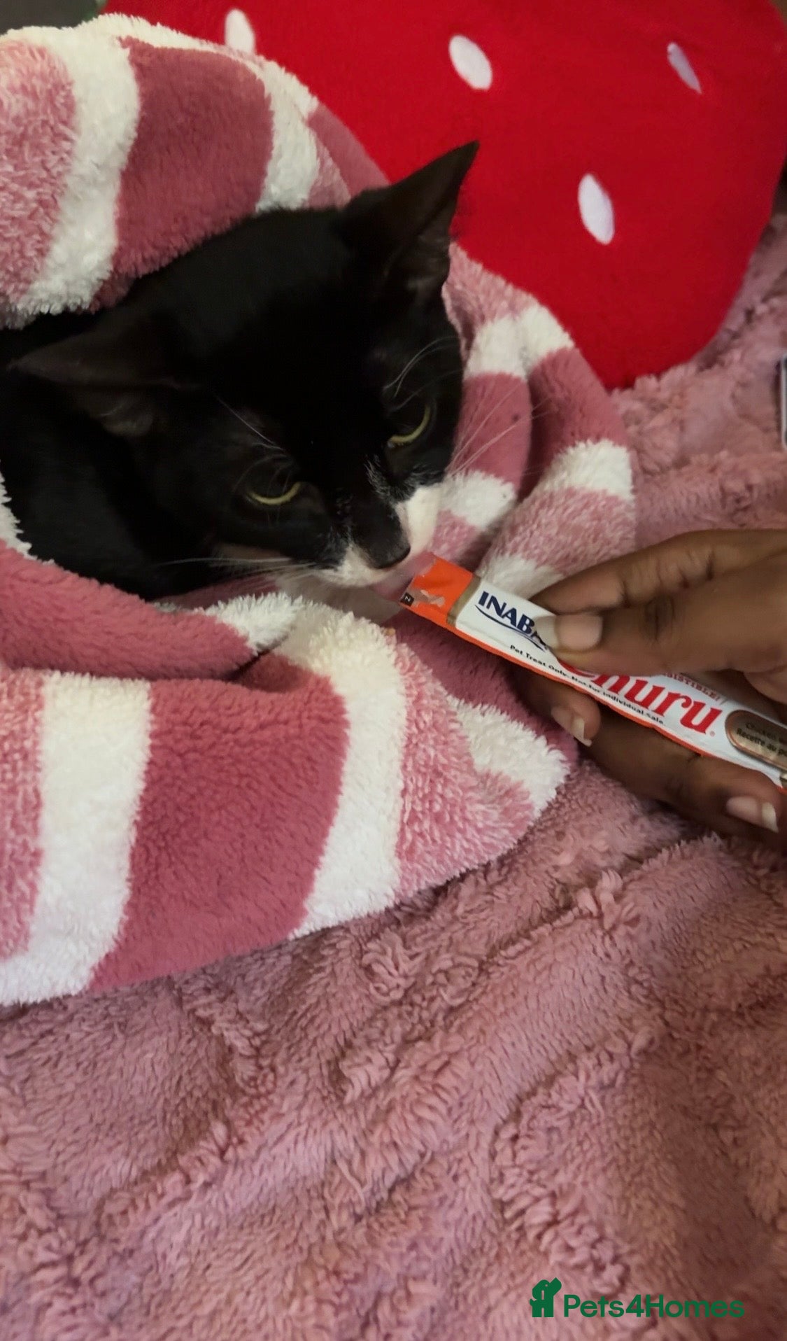 British Shorthair cats Gentle 5-Month-Old Shy Kitten - Advert 2