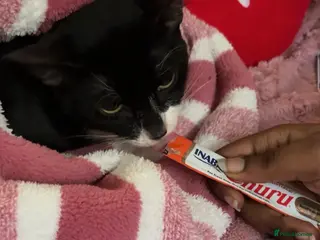 British Shorthair cats Gentle 5-Month-Old Shy Kitten - Advert 1