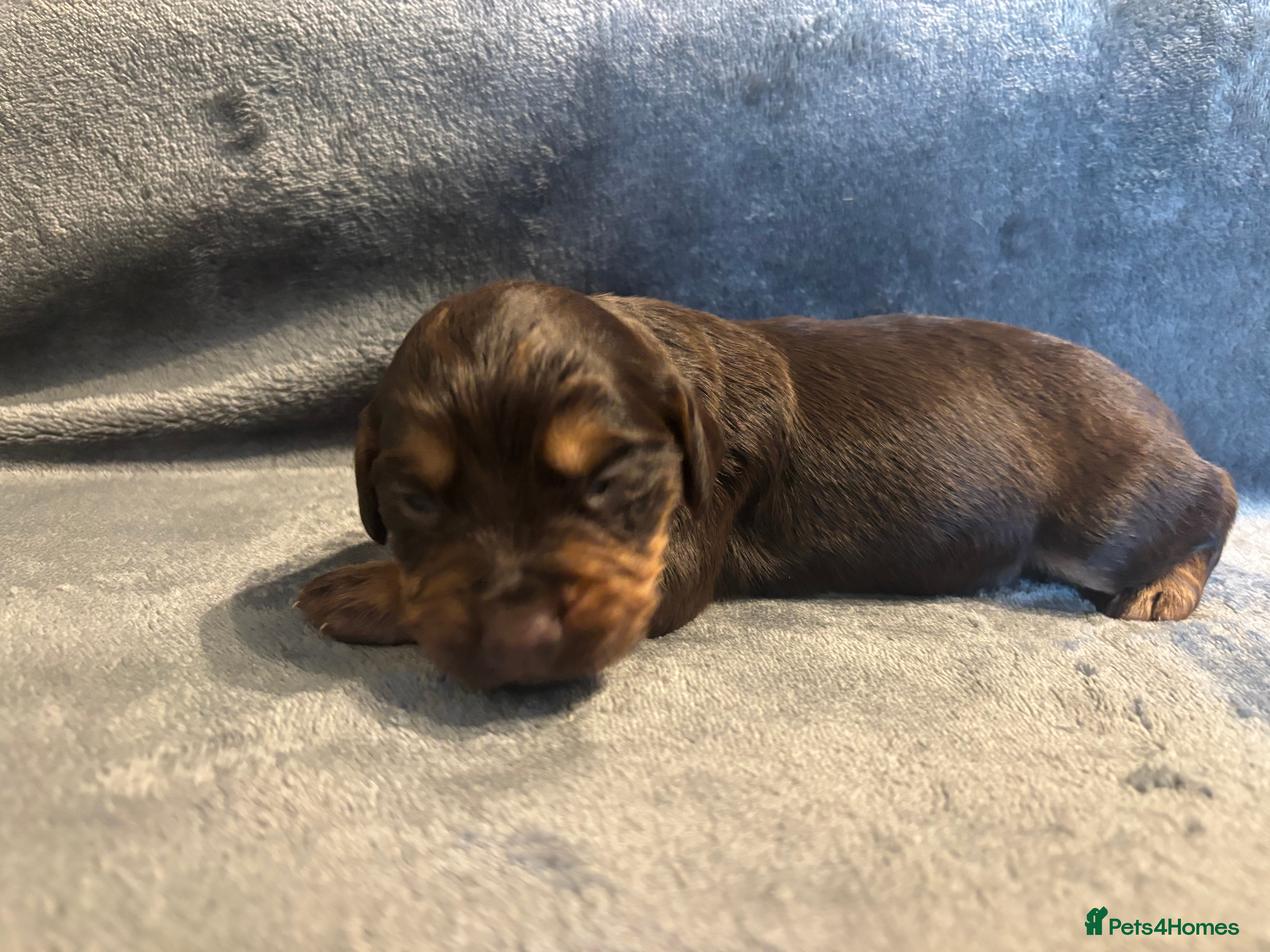 Cocker Spaniel dogs Beautiful Working Cocker Spaniel Puppies - Advert 2