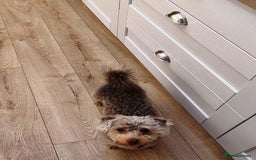 Yorkiepoo dogs for adoption: M.&K. - two inseparable friends for a Loving Home - Image 14