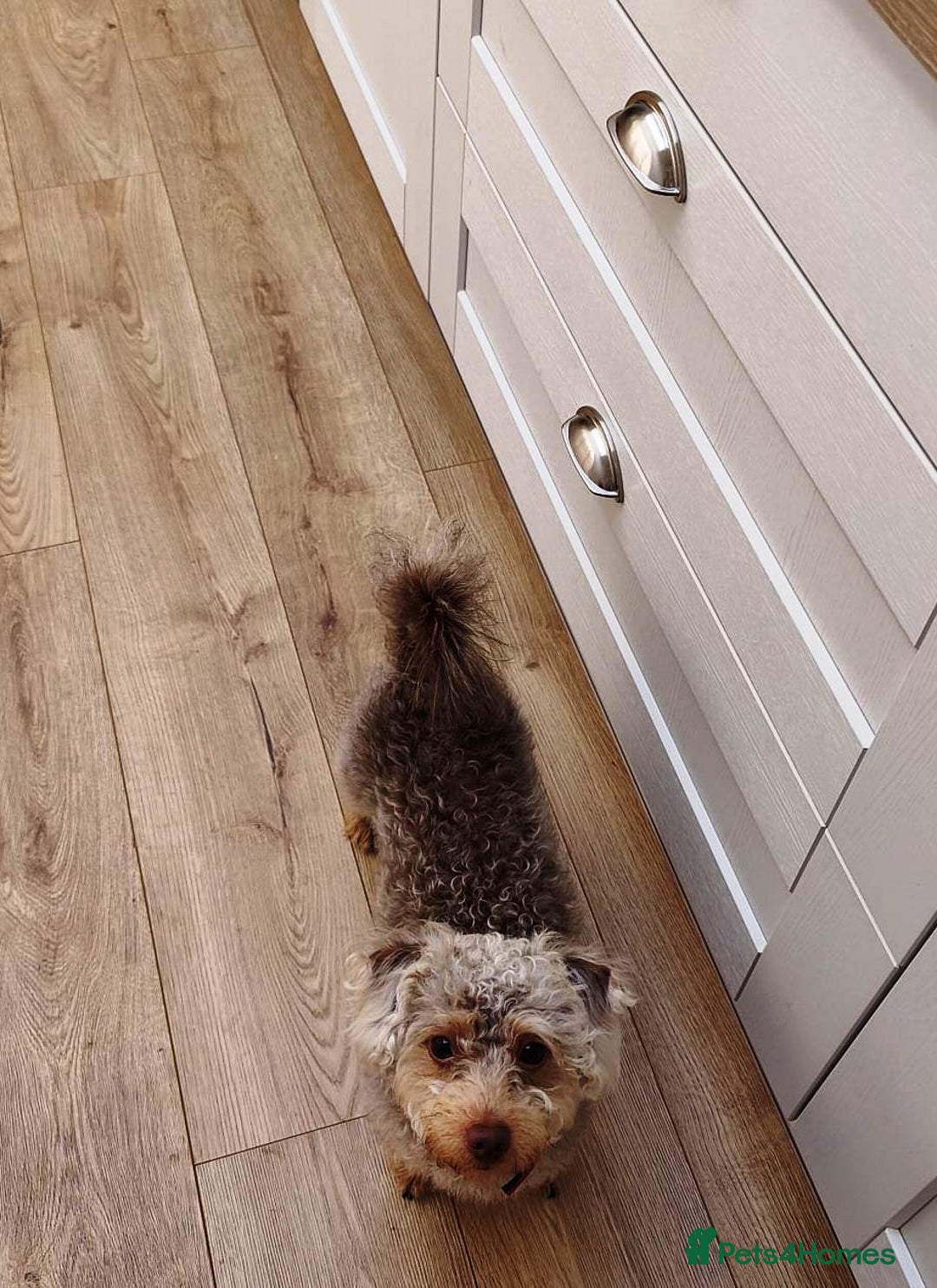 Yorkiepoo dogs for adoption: M.&K. - two inseparable friends for a Loving Home - Image 14