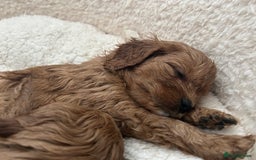 Cavapoo dogs for sale: SUPER EXTENSIVELY HEALTH TESTED 200+ DNA CLEAR 🐶 - Advert 8