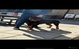 Rottweiler dogs for sale: 6 beautiful Rottweiler puppies for sale  - Image 8