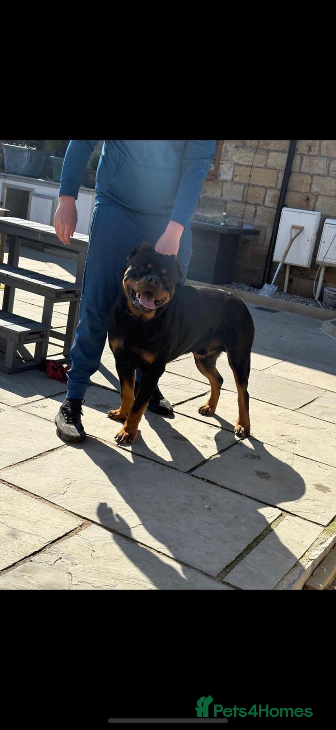 Rottweiler dogs for sale: 6 beautiful Rottweiler puppies for sale  - Image 8