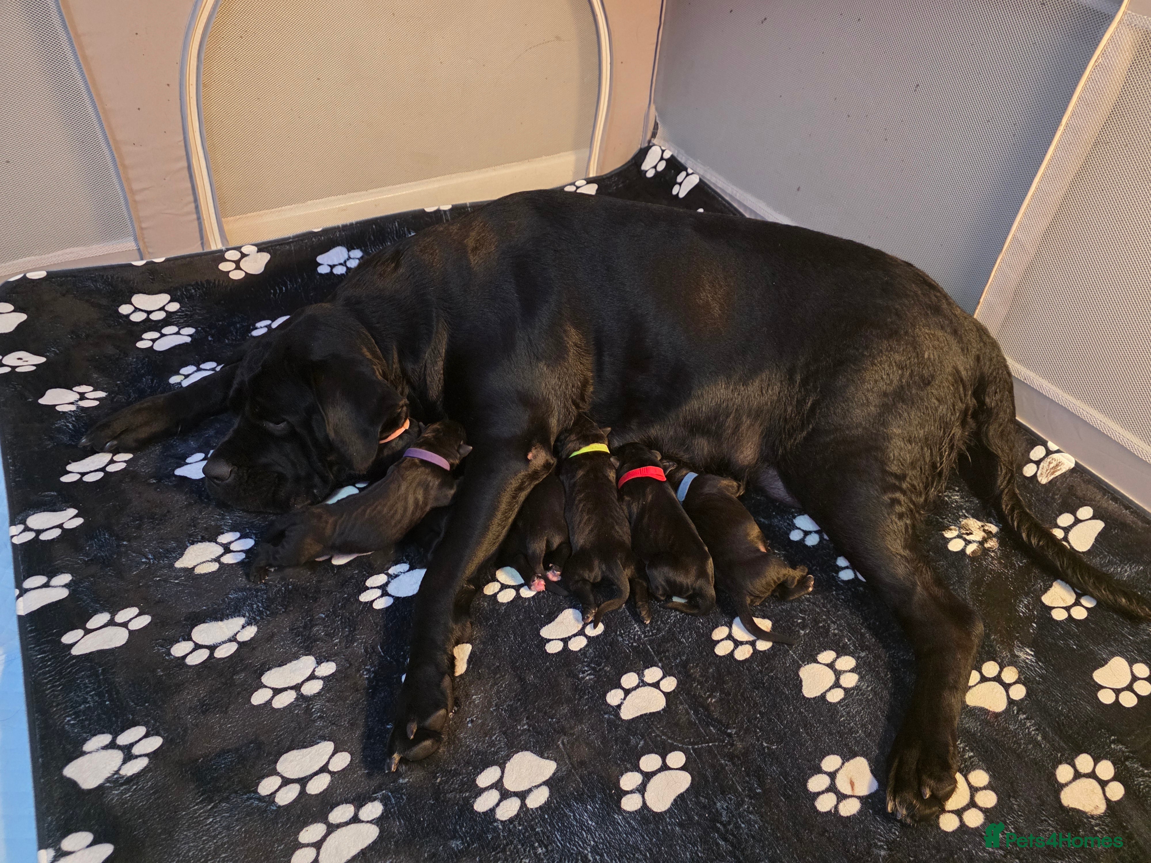 Cane Corso dogs Cane corso puppies - Advert 3