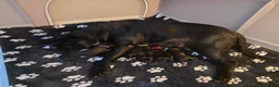Cane Corso dogs for sale: Cane corso puppies - Advert 1