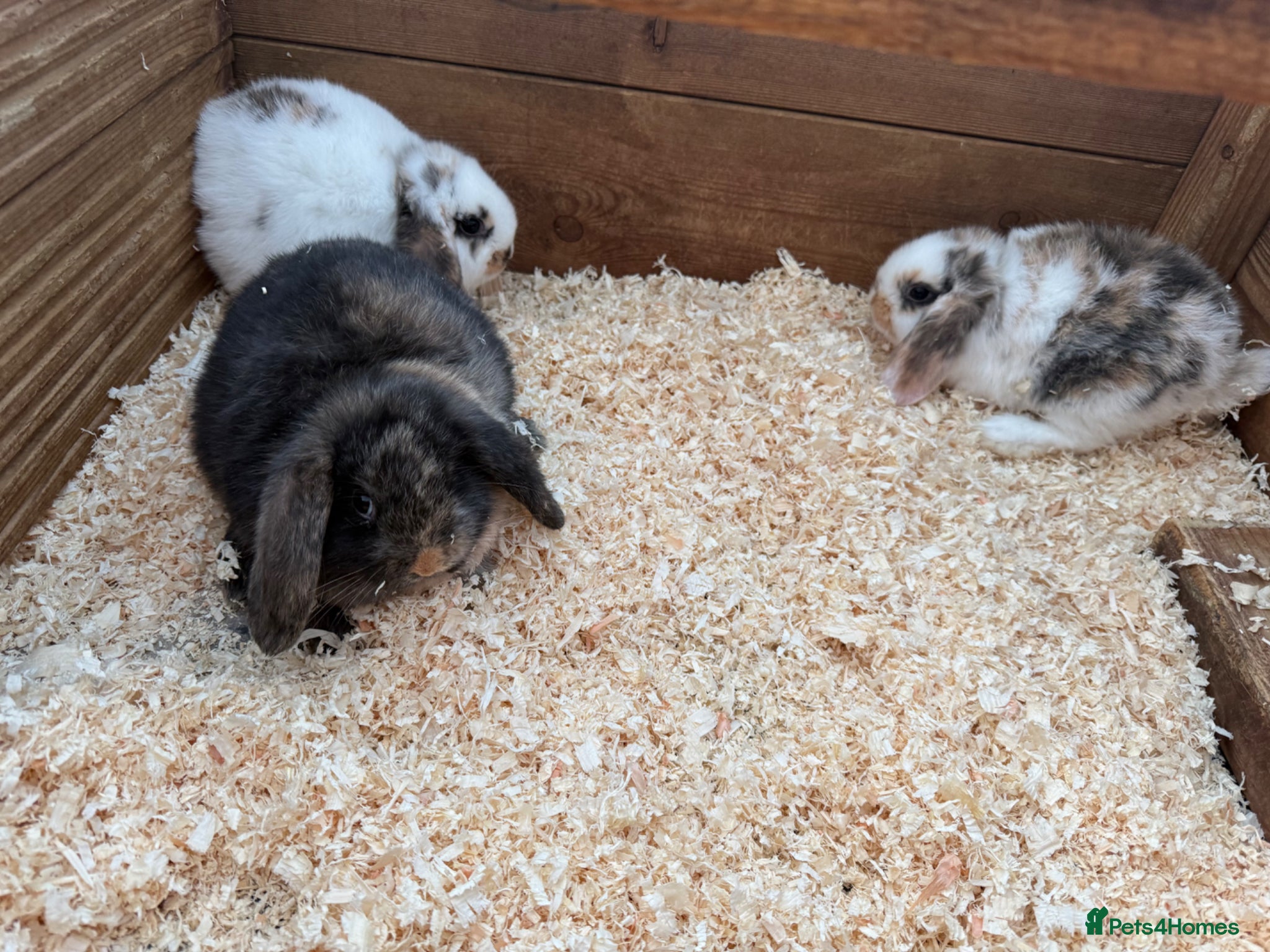 Mini Lion Lop rabbits Mini lop girls  - Advert 1