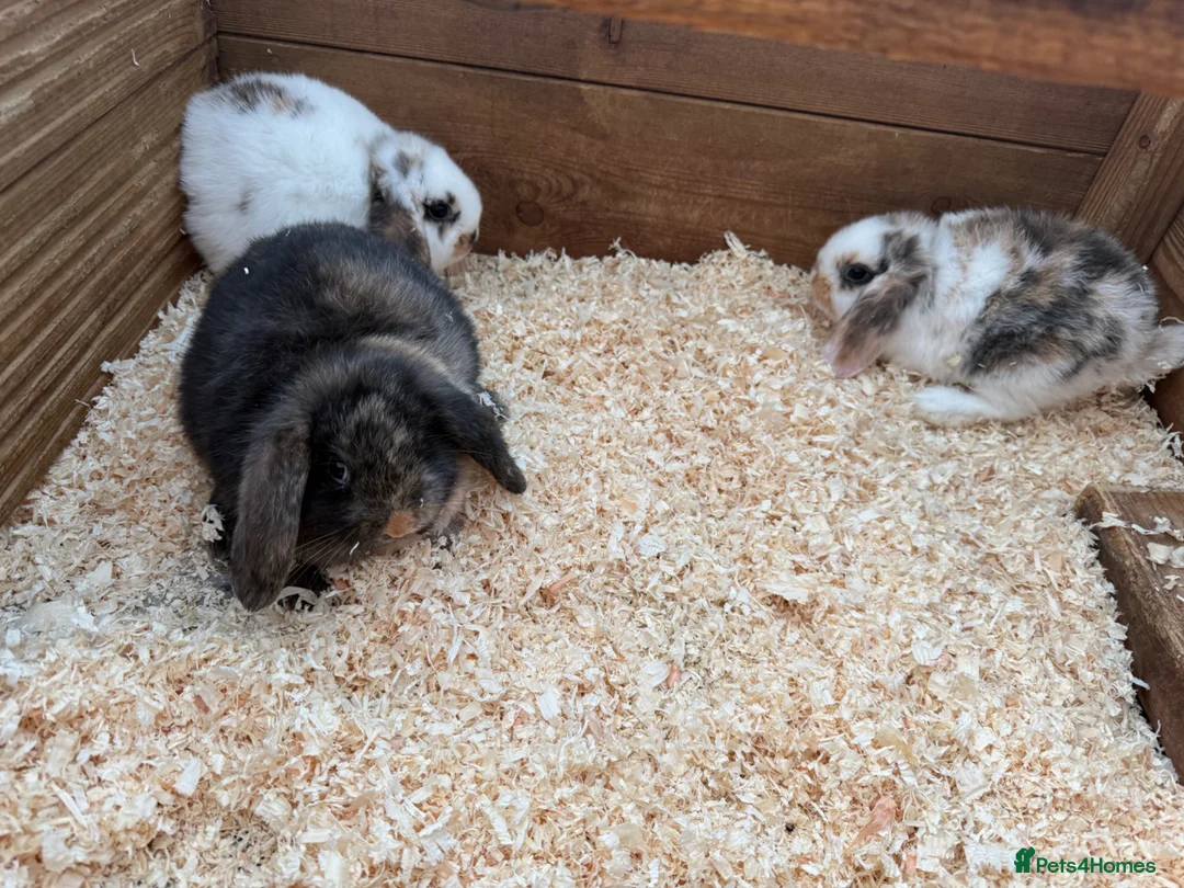 Mini Lion Lop rabbits for sale: Mini lop girls  - Advert 1