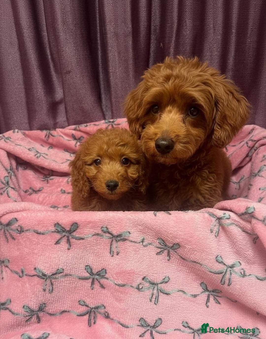 Cavapoo dogs for sale: Cavapoo puppy's  - Image 16