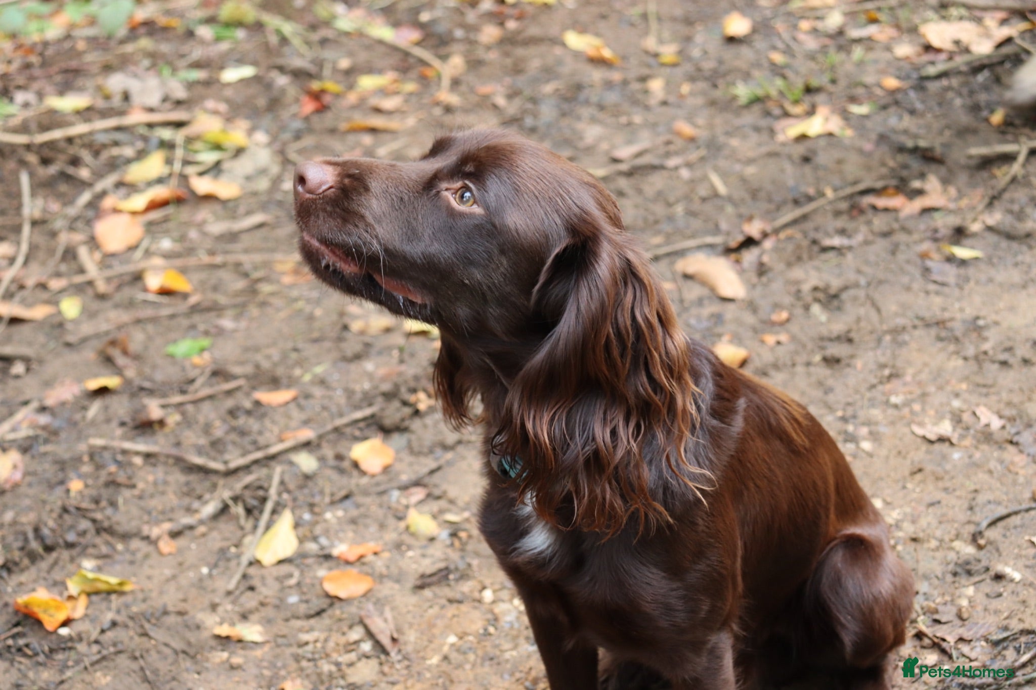 Cocker Spaniel dogs Proven KC registered cocker spaniel for stud - Advert 1