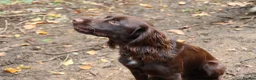 Cocker Spaniel dogs for stud: Proven KC registered cocker spaniel for stud - Advert 1