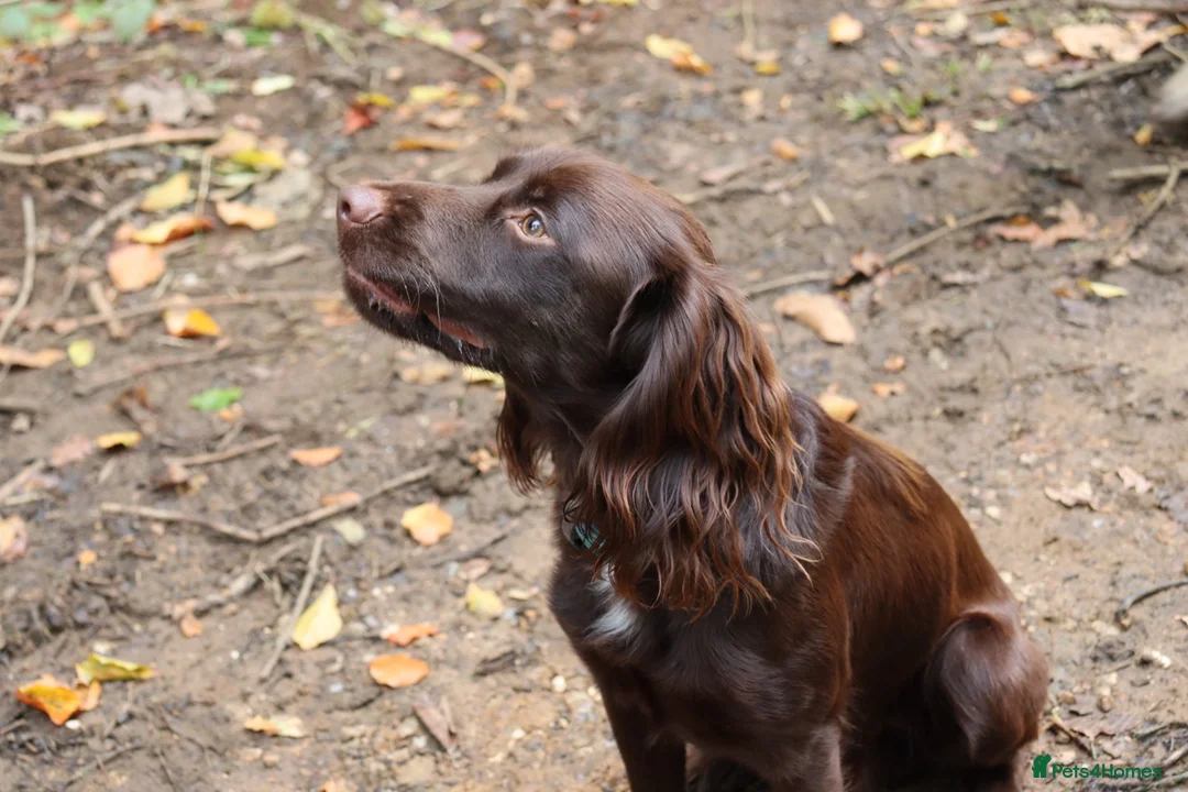 Cocker Spaniel dogs for stud: Proven KC registered cocker spaniel for stud - Advert 1