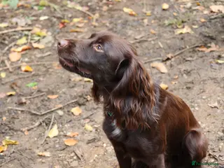 Cocker Spaniel dogs Proven KC registered cocker spaniel for stud - Advert 6