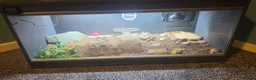 Tortoise reptiles for sale: Female horsefield tortoise in Redditch - Advert 3