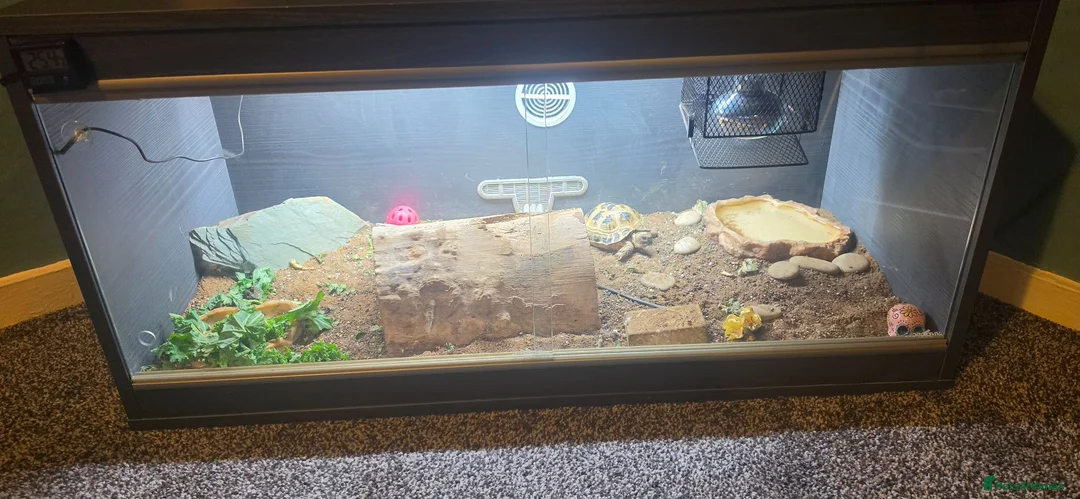 Tortoise reptiles for sale: Female horsefield tortoise in Redditch - Advert 3
