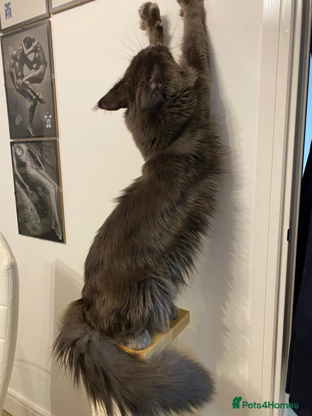 Maine Coon cats for stud: SOLID*BLUE*MAINE*COON*Russian*🇷🇺*Line*for STUD. in London - Advert 9