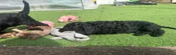 Cockapoo dogs for sale: Cockerpoo puppies F1B  - Advert 7