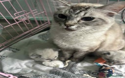 Ragdoll cats for sale: Beautiful ragdoll kittens  - Image 5
