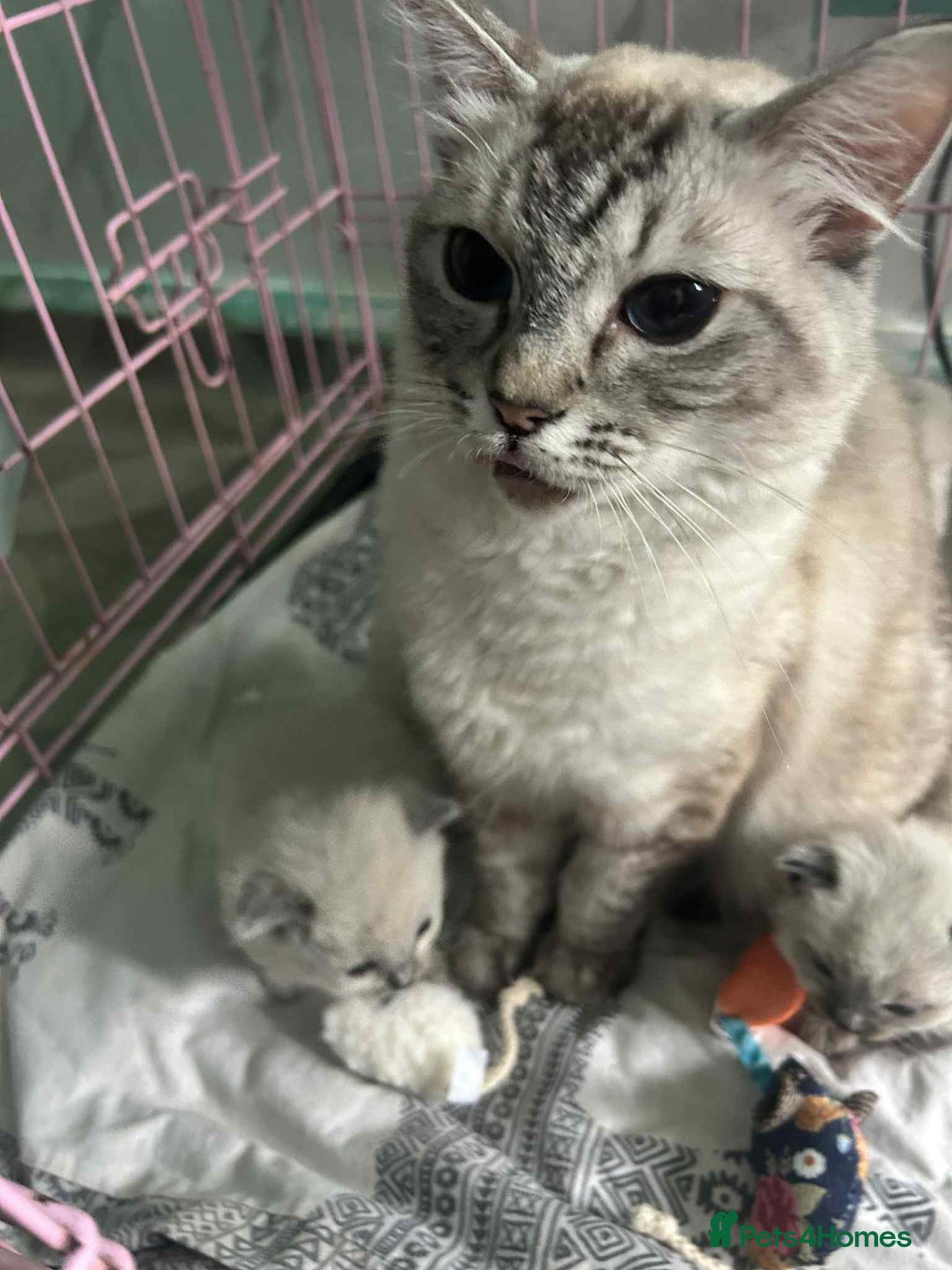 Ragdoll cats for sale: Beautiful ragdoll kittens  - Image 5