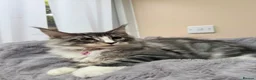 Maine Coon cats for sale: Beautiful pedigree FEMALE Maine Coon kitten - Advert 11