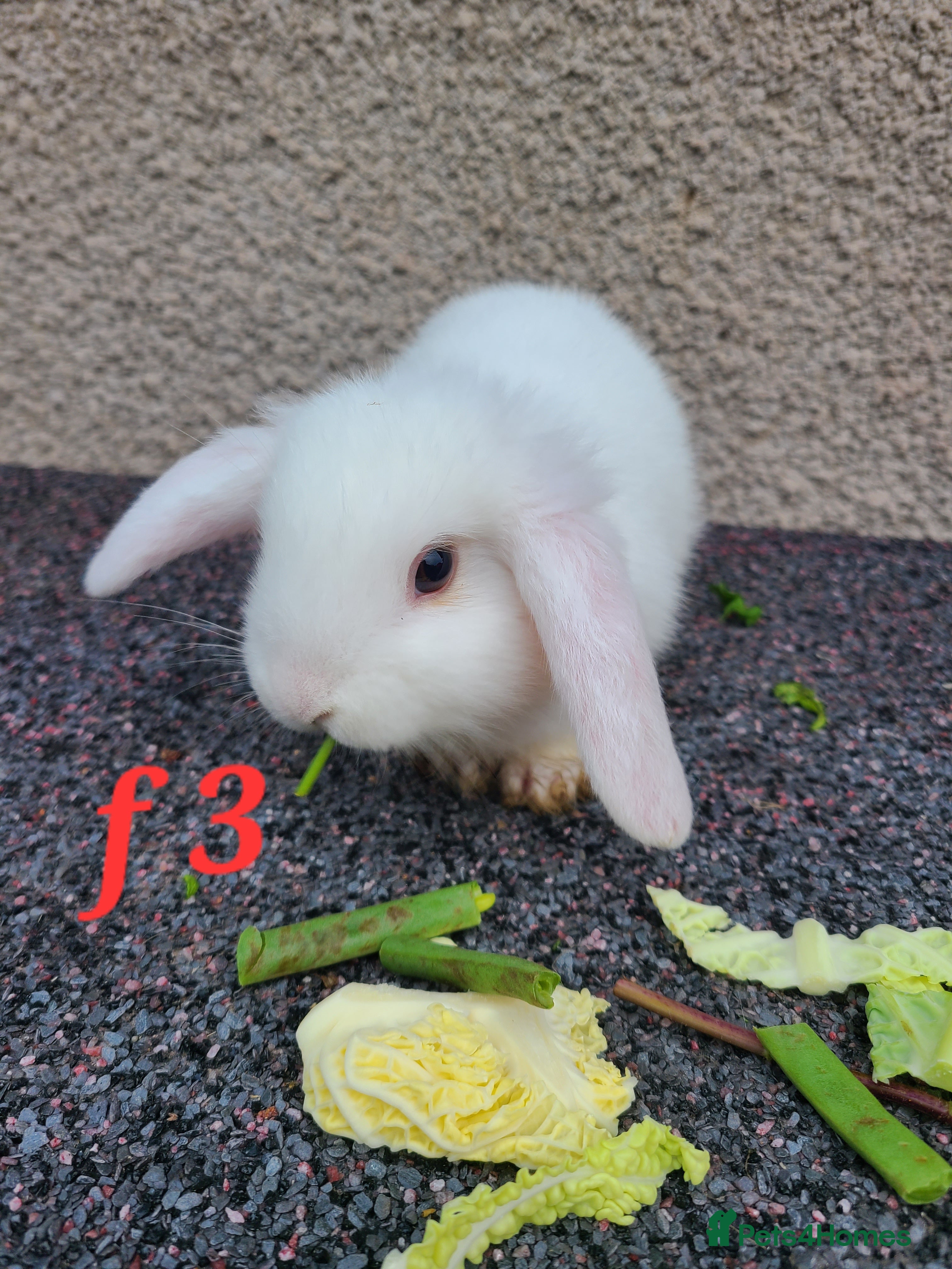 Mini Lion Lop rabbits Baby rabbits ready now - Advert 10