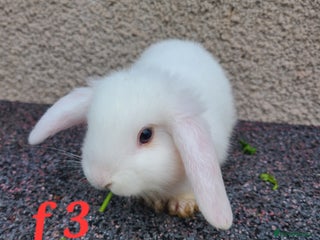 Mini Lion Lop rabbits Baby rabbits ready now - Advert 10
