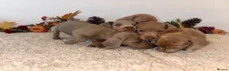 Dachshund dogs for sale: 🐾 LILAC DAPPLE DACHSHUND PUPPIES 🐾 in Coventry - Advert 4