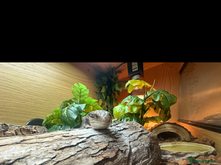 Skink reptiles Blue tounged skink - Advert 2