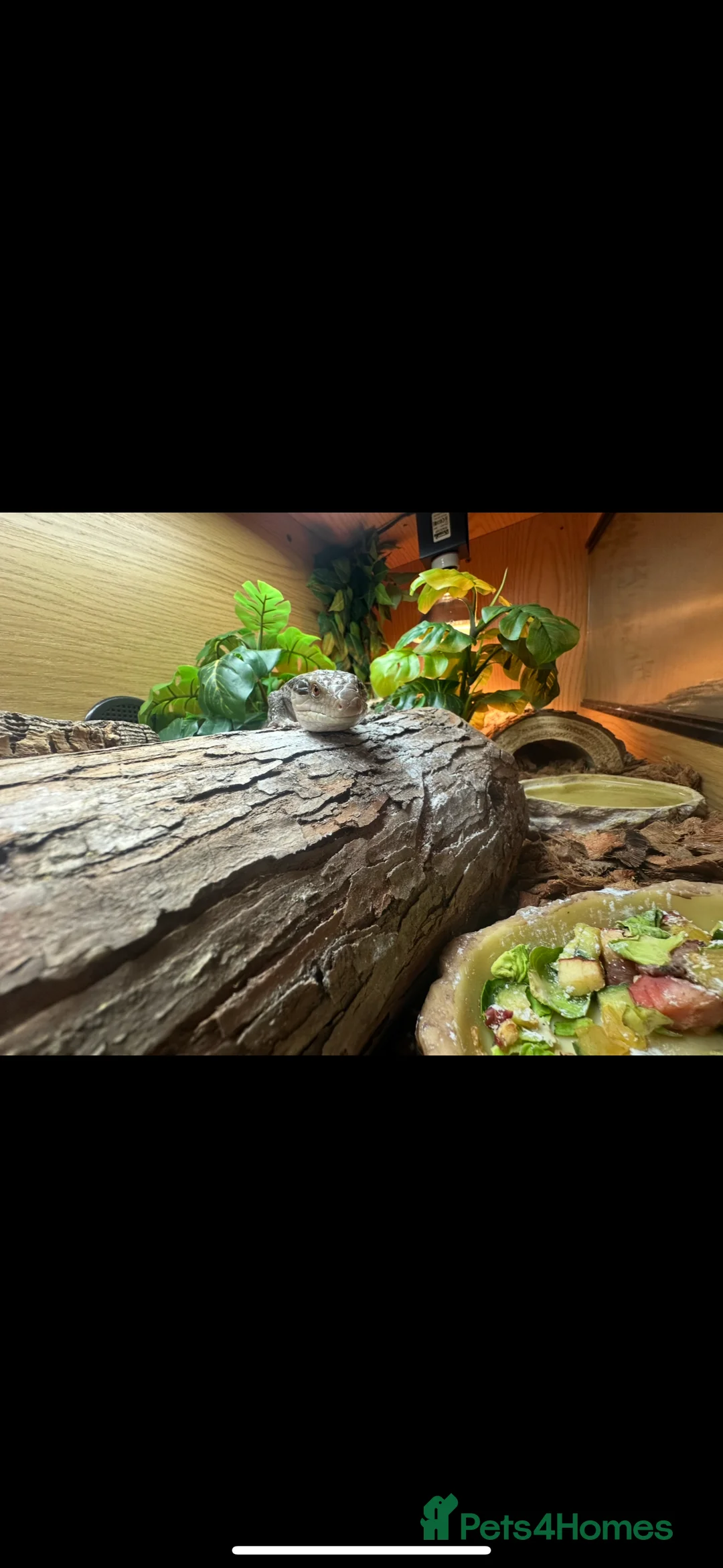 Skink reptiles for sale: Blue tounged skink  - Advert 1