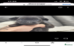 Mixed Breed dogs for sale: t cup chihuahua x pooshon - Image 1