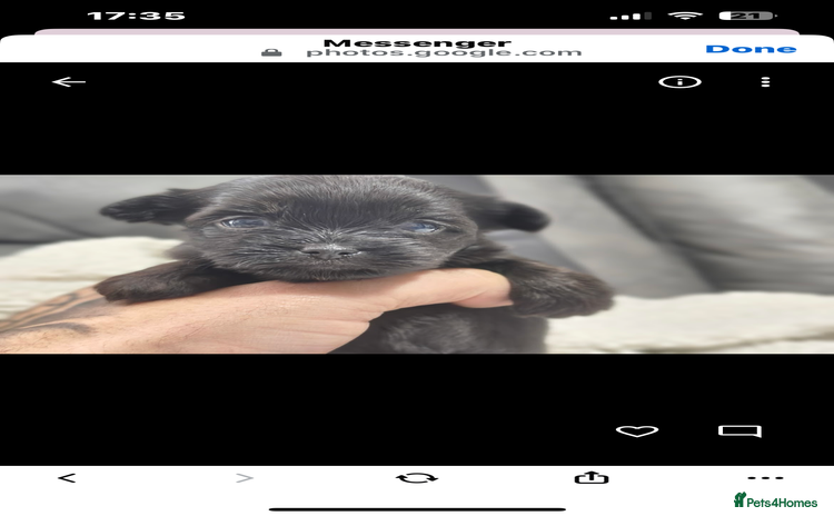 Mixed Breed dogs - Advert 4
