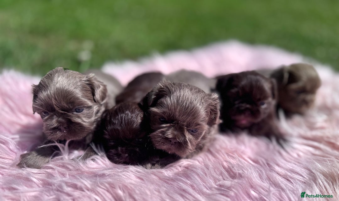Shih Tzu dogs for sale: Shihtzus lilacs 5* KC REGISTERED - Image 9