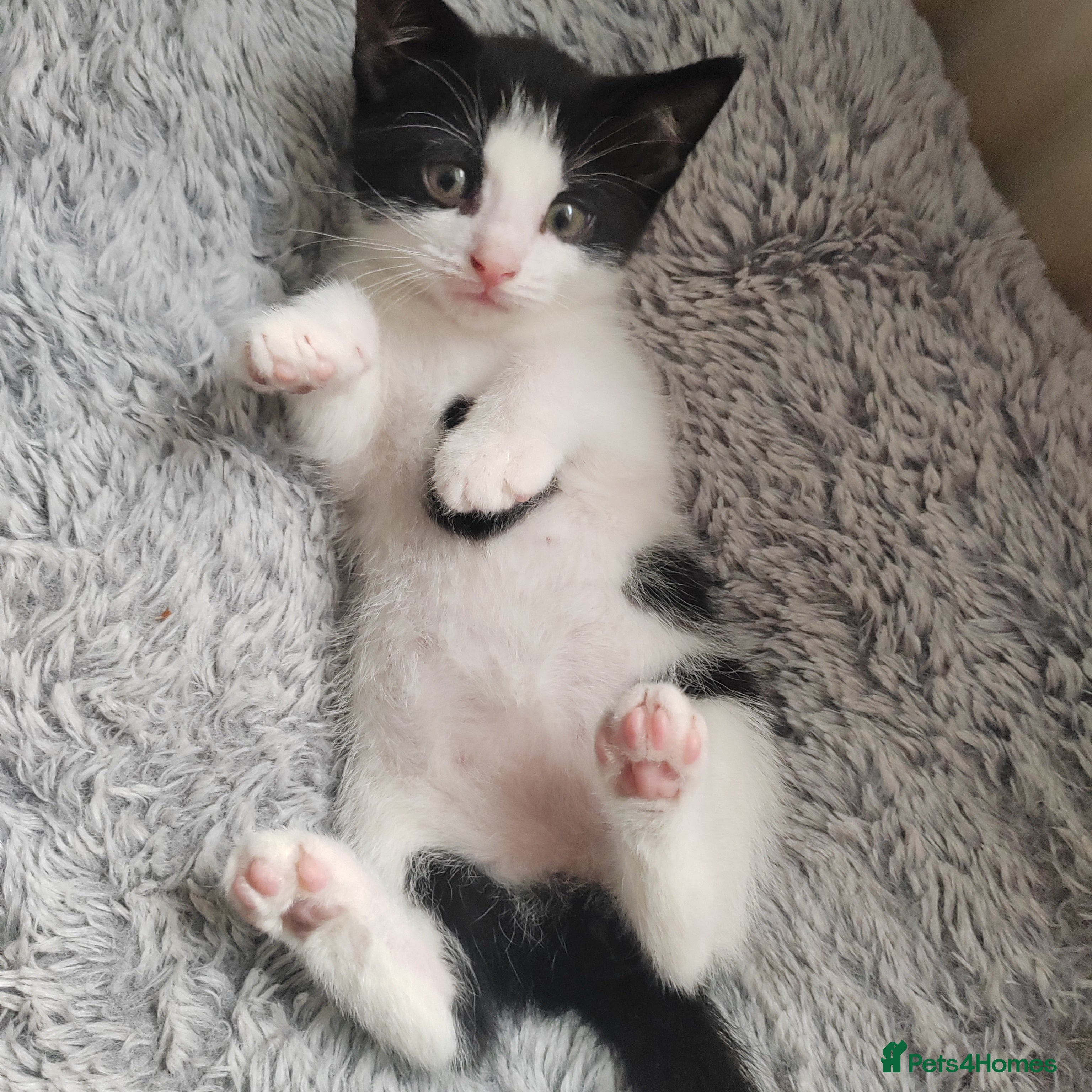 Mixed Breed cats Lovely kittens  - Advert 12