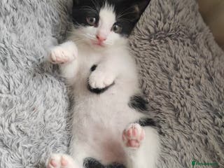 Mixed Breed cats The last little girl - Advert 14